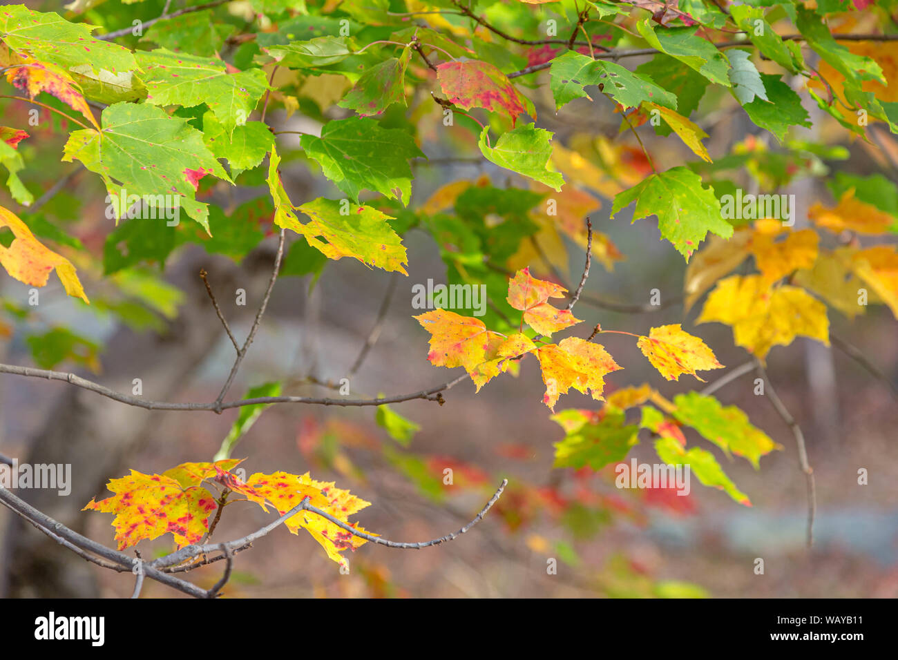 Ahorn Blätter in einem Zweig der Baumstruktur mit Oktober Herbst Farben Stockfoto