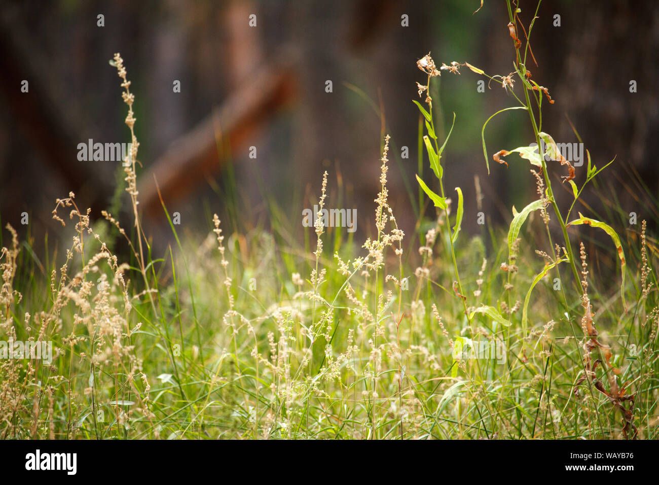 Nahaufnahme von ährchen mit Samen auf einem unscharfen Hintergrund von Gras Wiese, selektiver Fokus Stockfoto