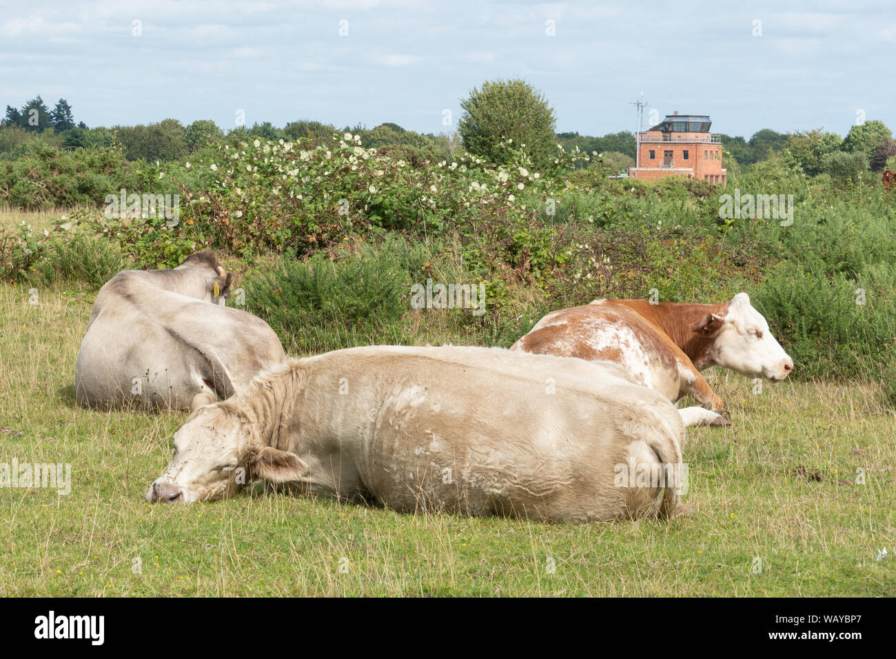 Anzeigen von Greenham Common, ein ehemaliger Militärflugplatz und jetzt ein Ort von besonderem wissenschaftlichen Interesse (SSSI) mit Vieh im Vordergrund, Berkshire, Großbritannien Stockfoto