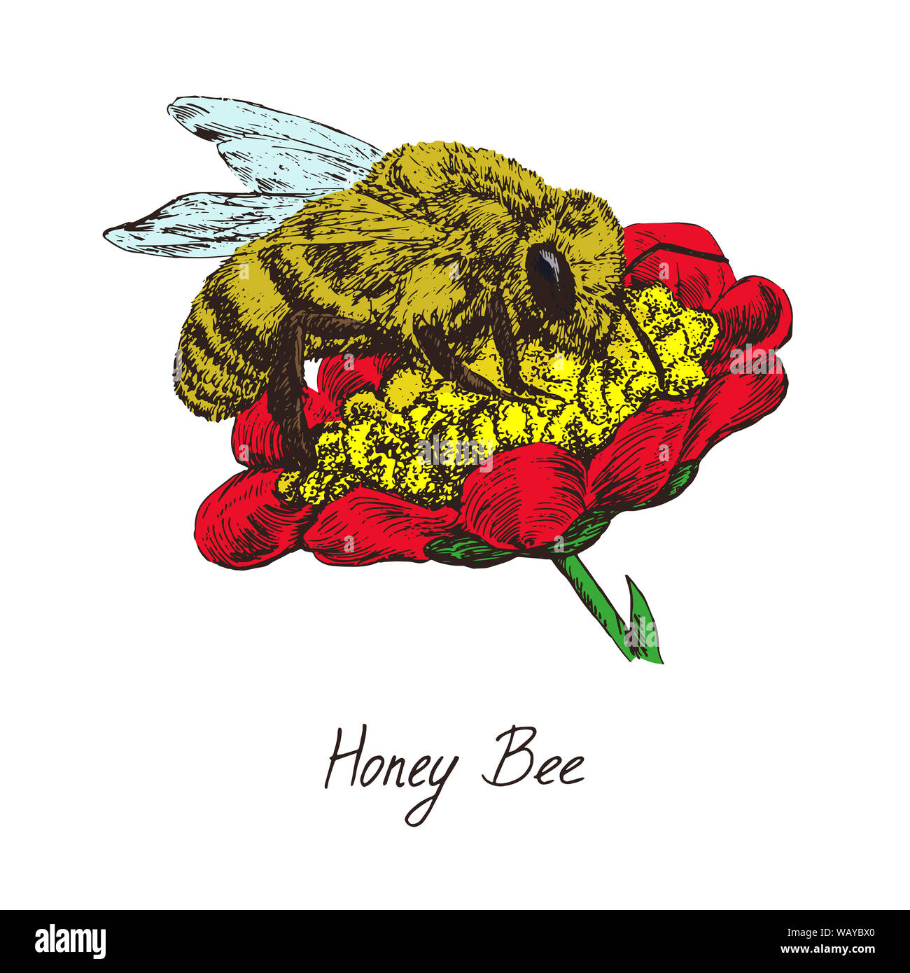 Honey Bee Arbeiter Pollen sammeln auf rote Blume, Zeichnung, hochwertige vintage Illustrationsstils graviert, Hand gezeichnet Doodle, Skizze Stockfoto