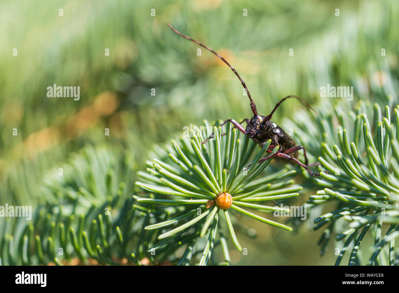 Weiß getupftem Sawyer oder fichte Sawyer (Monochamus scutellatus) Stockfoto