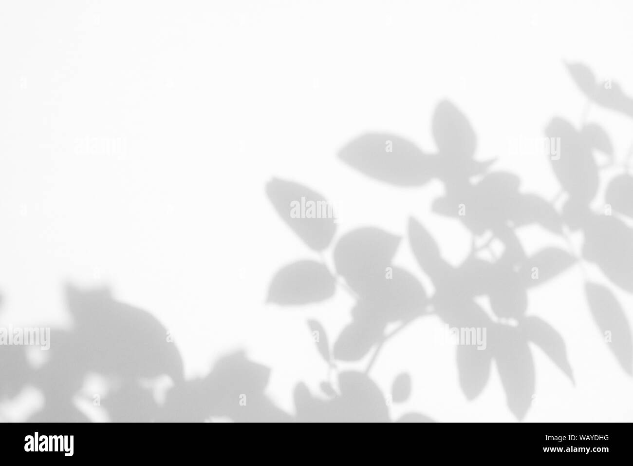 Graue Schatten der wilden rosen Blätter auf eine weiße Wand. Abstrakten neutralen Charakter Konzept verschwommenen Hintergrund. Platz für Text. Stockfoto