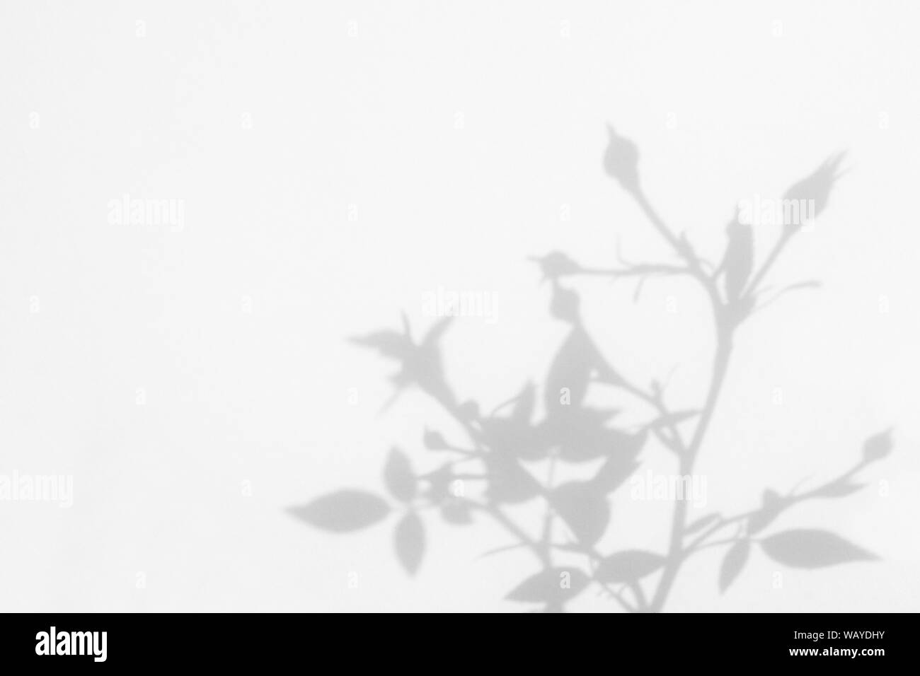 Graue Schatten der wilden rosen Blätter und Knospen auf eine weiße Wand. Abstrakten neutralen Charakter Konzept verschwommenen Hintergrund. Platz für Text. Stockfoto