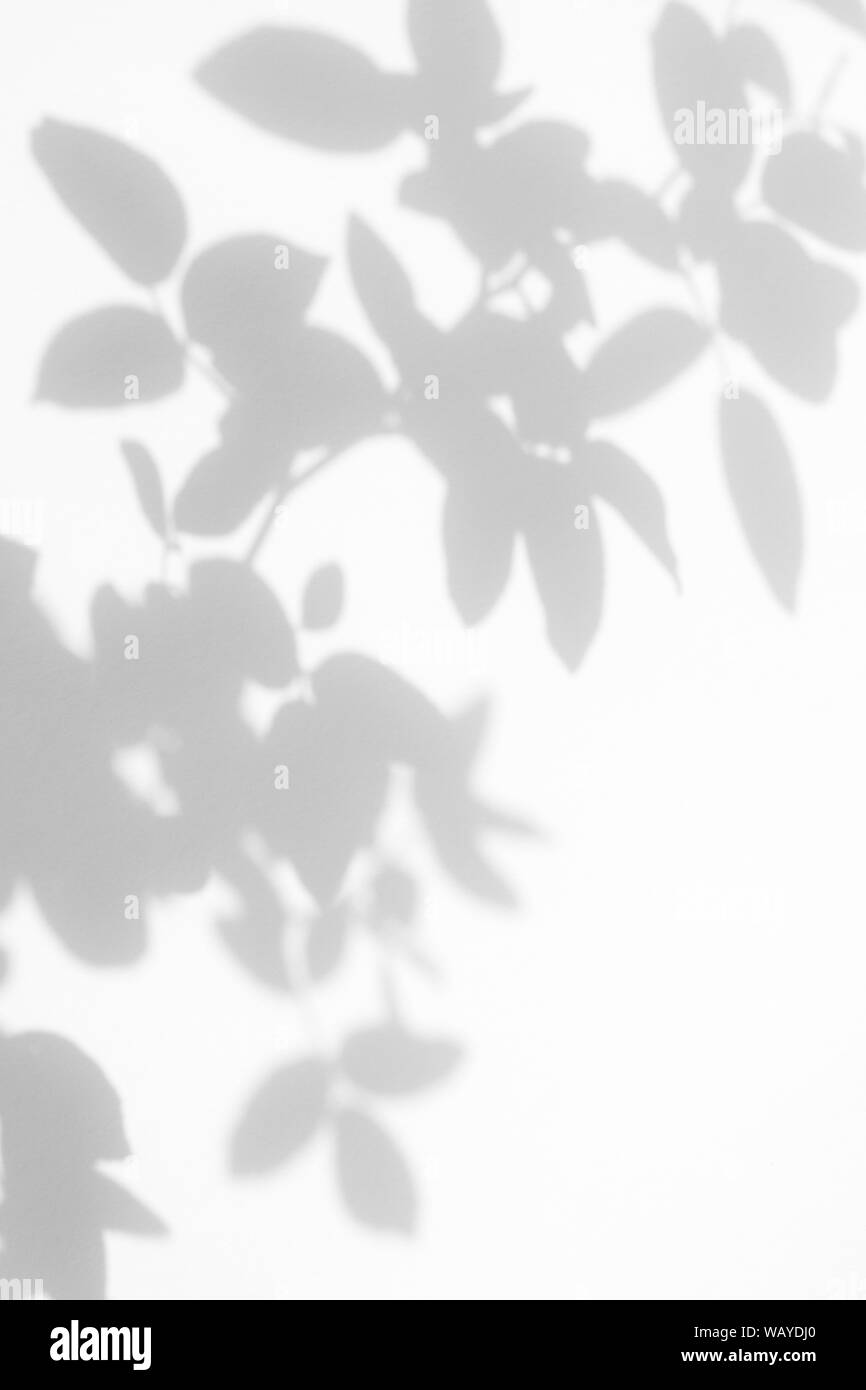 Graue Schatten der wilden rosen Blätter auf eine weiße Wand. Abstrakten neutralen Charakter Konzept verschwommenen Hintergrund. Platz für Text. Stockfoto