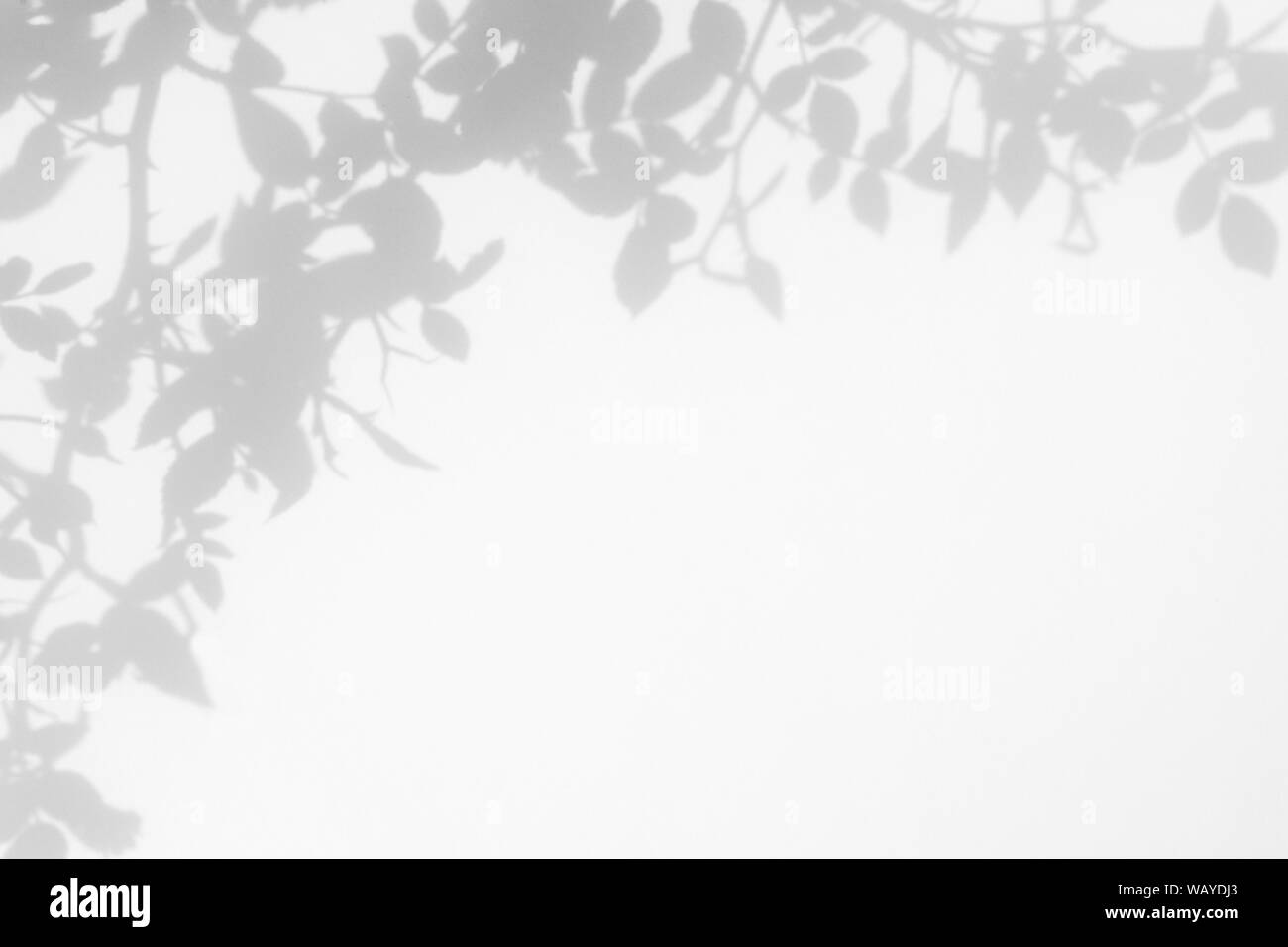 Graue Schatten der wilden rosen Blätter auf eine weiße Wand. Abstrakten neutralen Charakter Konzept verschwommenen Hintergrund. Platz für Text. Stockfoto