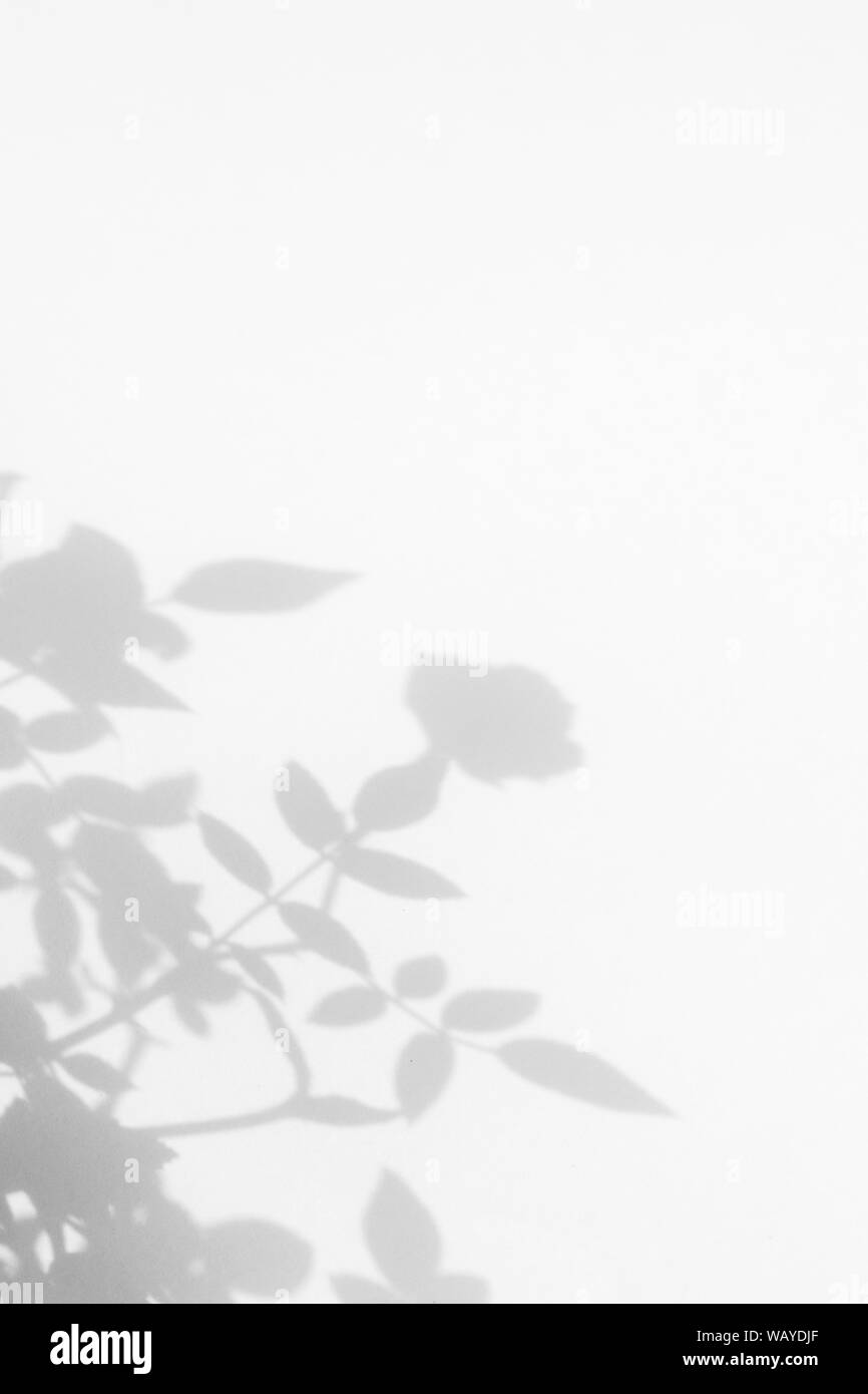 Graue Schatten der wilden rosen Blätter und Blüten auf einer weißen Wand. Abstrakten neutralen Charakter Konzept verschwommenen Hintergrund. Platz für Text. Stockfoto