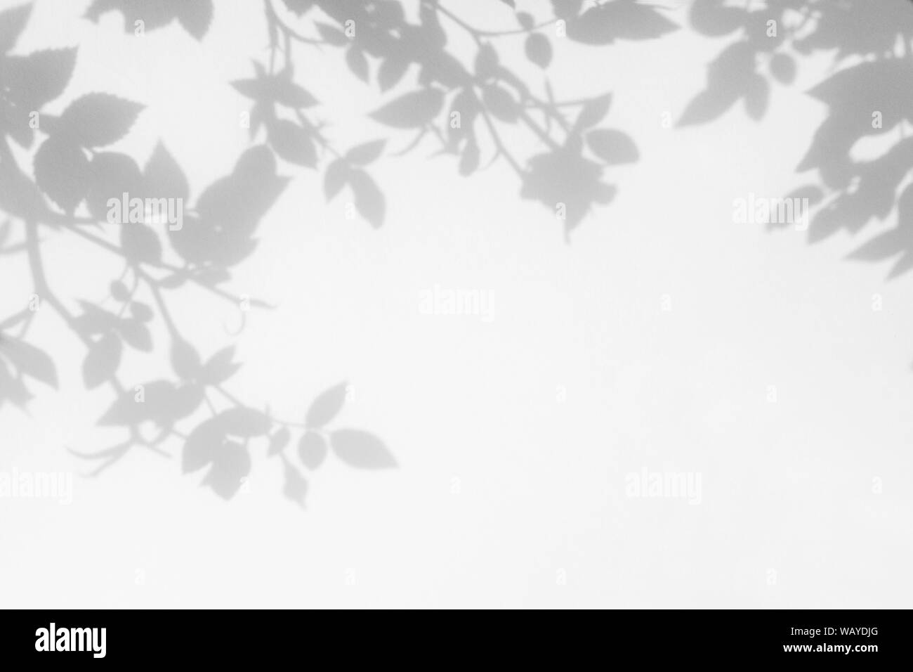 Graue Schatten der wilden rosen Blätter und Blüten auf einer weißen Wand. Abstrakten neutralen Charakter Konzept verschwommenen Hintergrund. Platz für Text. Stockfoto