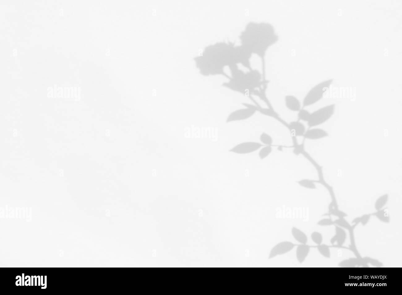 Graue Schatten der wilden rosen Blätter und Blüten auf einer weißen Wand. Abstrakten neutralen Charakter Konzept verschwommenen Hintergrund. Platz für Text. Stockfoto