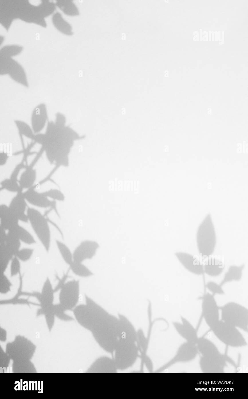 Graue Schatten der wilden rosen Blätter und Blüten auf einer weißen Wand. Abstrakten neutralen Charakter Konzept verschwommenen Hintergrund. Platz für Text. Stockfoto