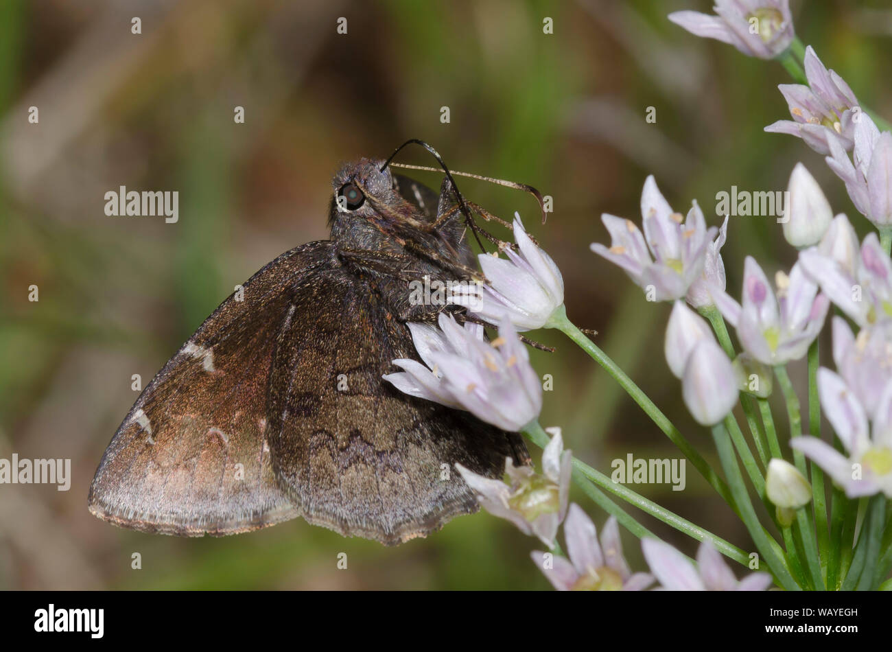 Northern Cloudywing, Cecropterus pylades, Weibchen-Nektaring von Meadow Garlic, Allium canadense Stockfoto