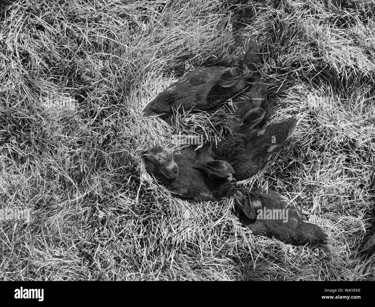 Fünf niedlichen Entenküken auf Gras in Schwarz und Weiß. Hintergrund Bild Konzept. Stockfoto