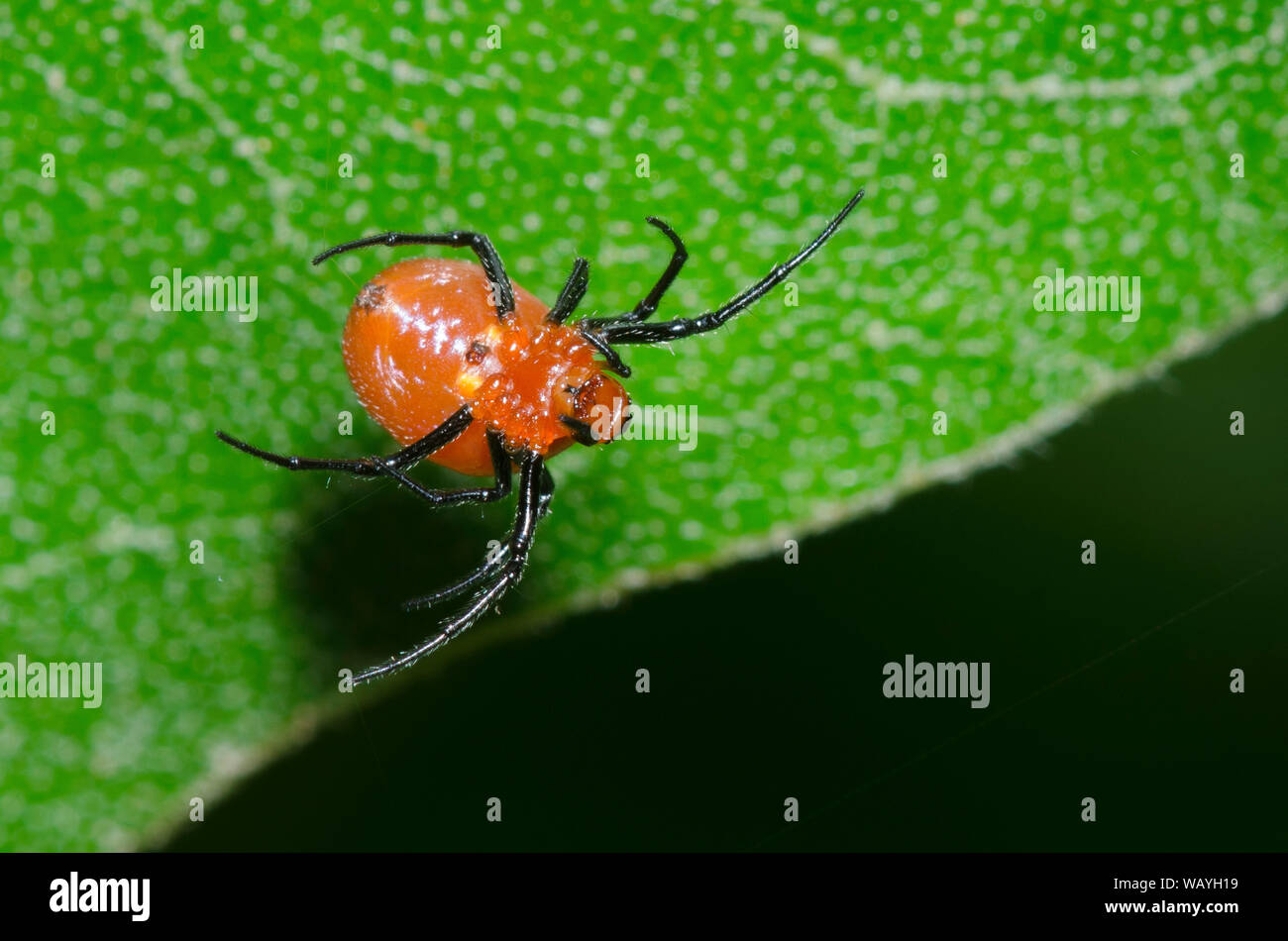 Orb Web Spider, Hypsosinga sp., Gebäude web Stockfoto