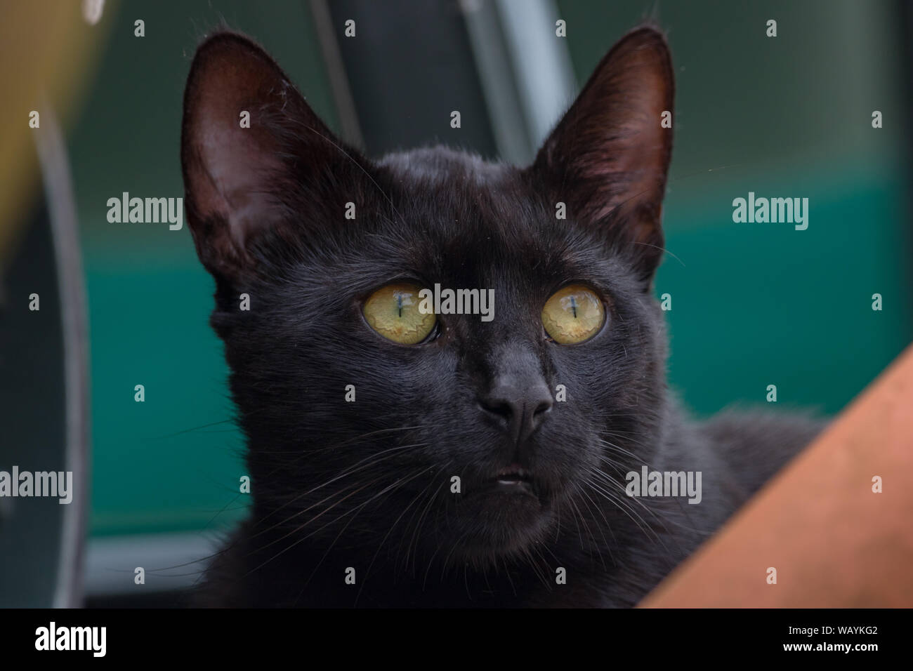 Eine schöne schwarze Katze sitzt und den Garten beobachten Ein sonniger Tag Stockfoto