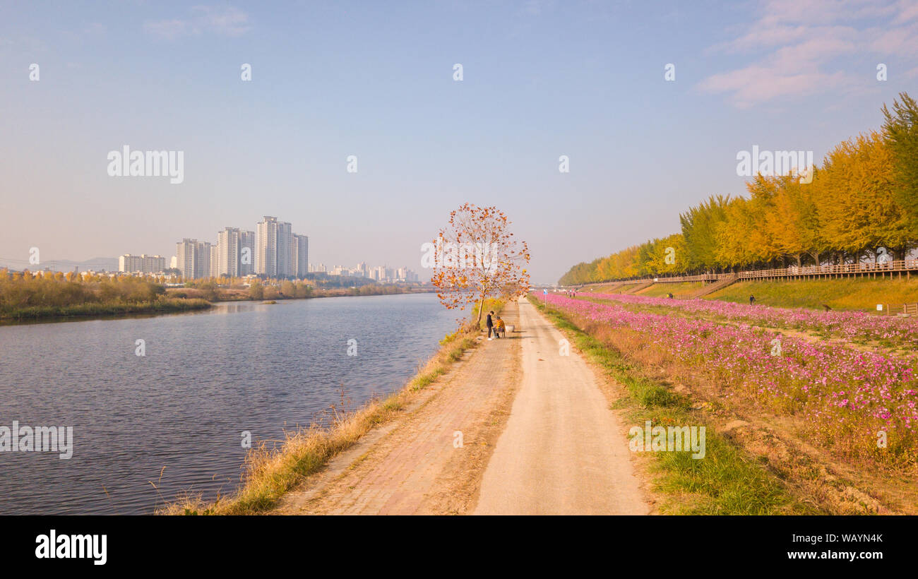 Herbst in Asan Gingko Baum Straße in Seoul, Südkorea. Stockfoto