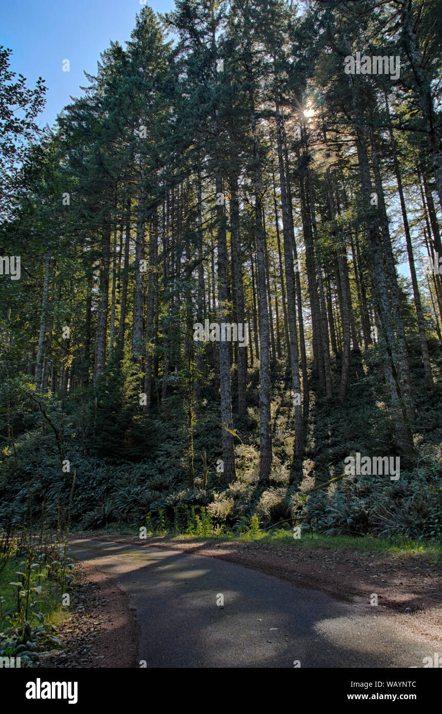 Eine gepflasterte Straße führt durch eine Douglasie Wald auf einem Bergrücken im Oregon Coast Range, in der siuslaw National Forest, in der Nähe von Cape Perpetua Stockfoto