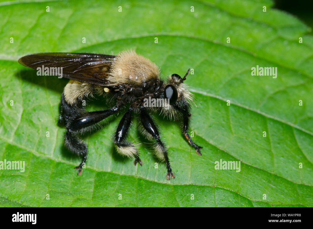 Biene - wie Räuber Fliegen, Laphria macquarti, männlich Stockfoto