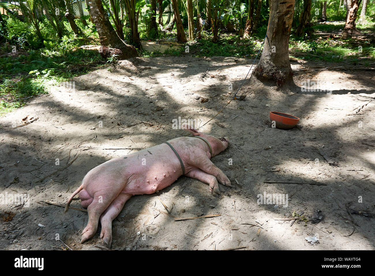 Philippinen, Siargao Island, 20.Juli.2019 lokalen Dorf in Siargao Island Stockfoto