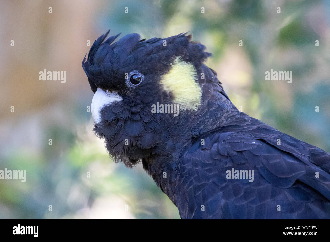 In der Nähe der australischen Gelb-tailed Black Cockatoo Stockfoto