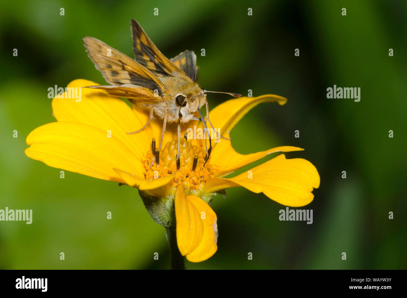 Fiery Skipper, Hylephila phyleus, weiblichen nectaring von einem gelben Composite Stockfoto