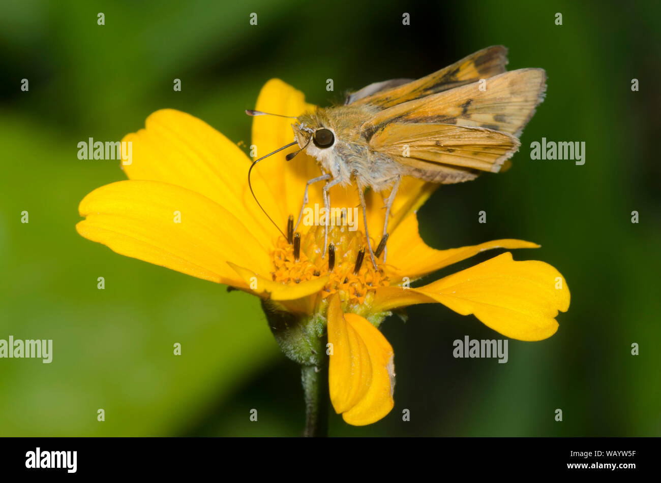 Fiery Skipper, Hylephila phyleus, weiblichen nectaring von einem gelben Composite Stockfoto