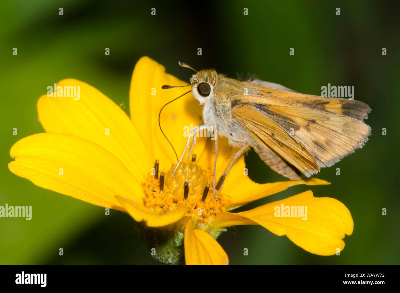 Fiery Skipper, Hylephila phyleus, weiblichen nectaring von einem gelben Composite Stockfoto