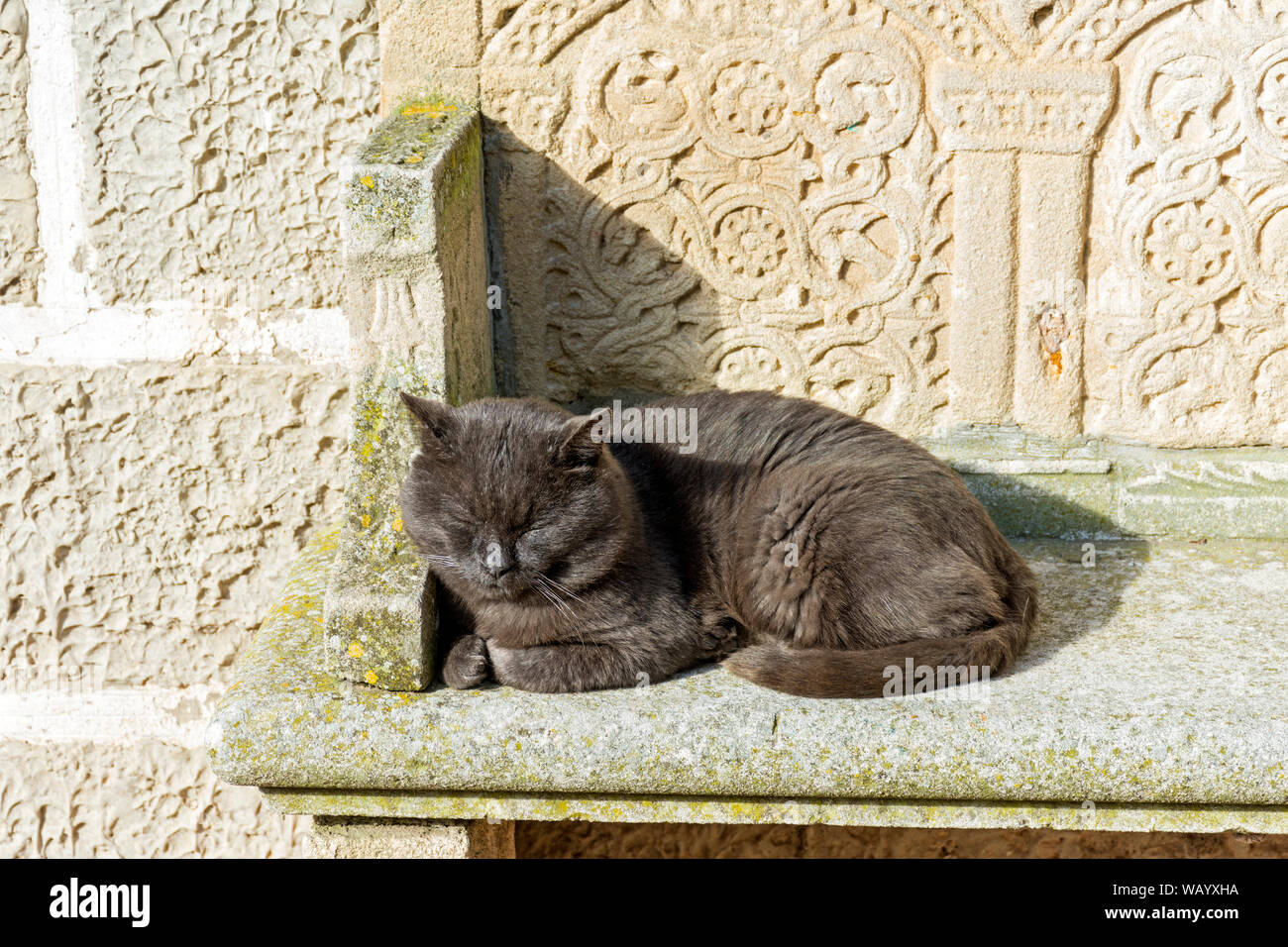 Schlafende Katze auf einer Steinbank, Torcello, Insel, Laguna Venetien, Italien Stockfoto