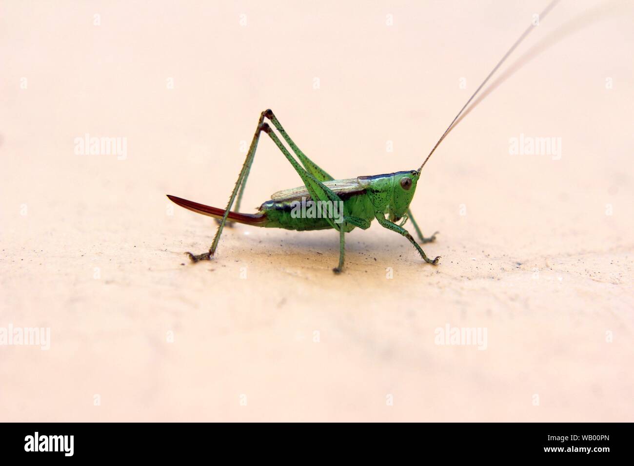 Eine kleine Heuschrecke sitzt auf einem Deck Stockfoto