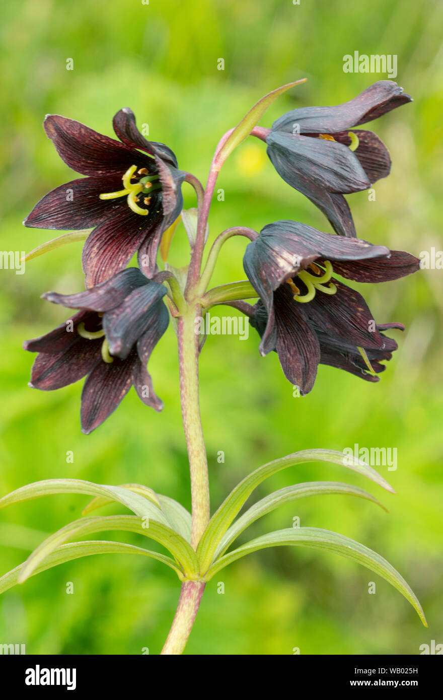 Kamtschatka oder Schokolade Lily (Fritillaria camschatcensis), blühende, Juli, er Insel, Aleuten, Alaska Stockfoto