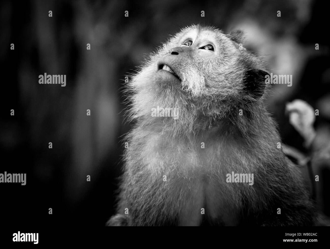 Affe sitzend nach oben in den himmel schauend in Schwarz und Weiß in uluwatu Bali Indonesien Stockfoto