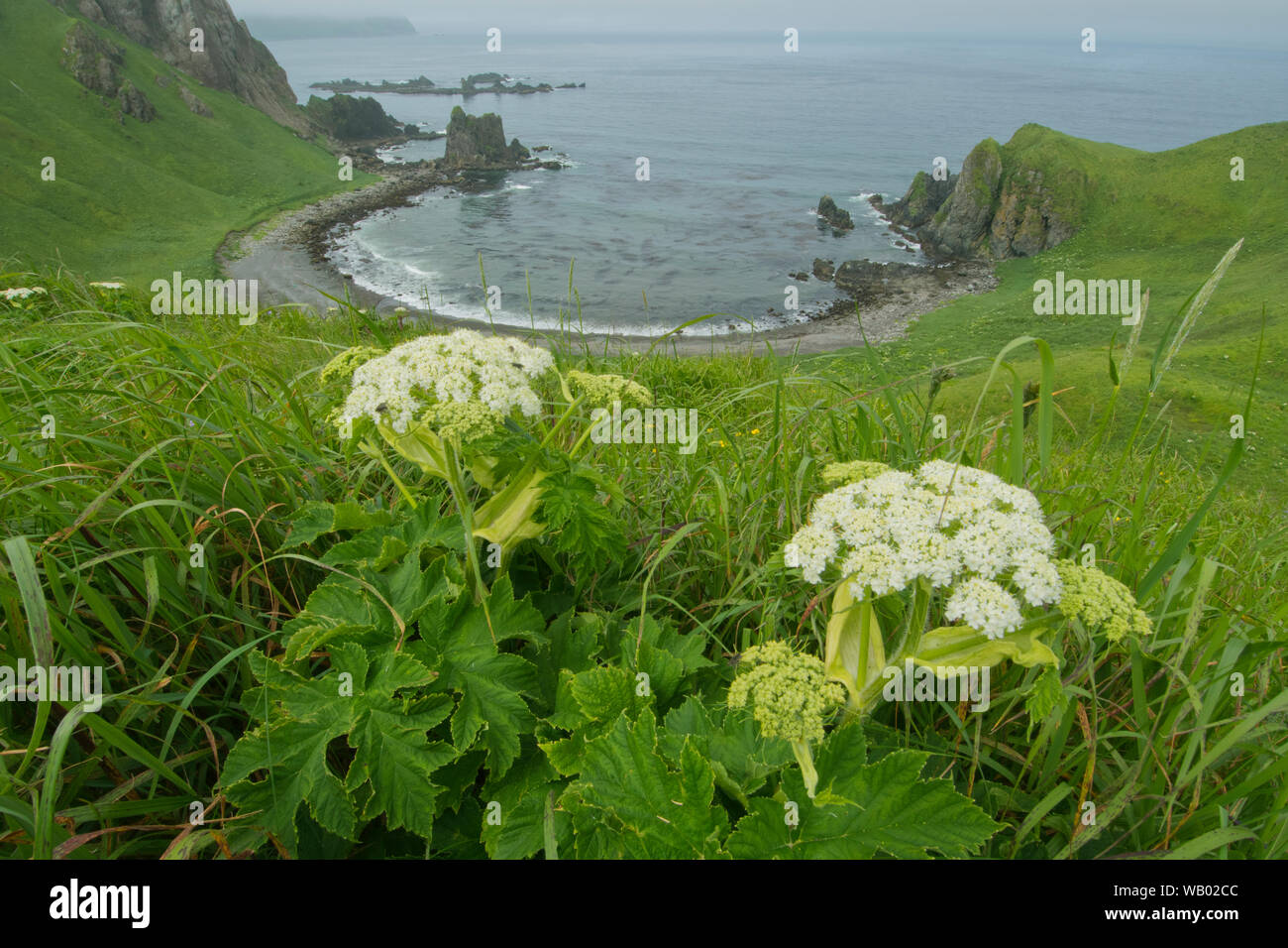 Cow Parsnip (Heracleum lanatum) und Horseshoe Bay, Er, aleutians Island, Alaska Stockfoto