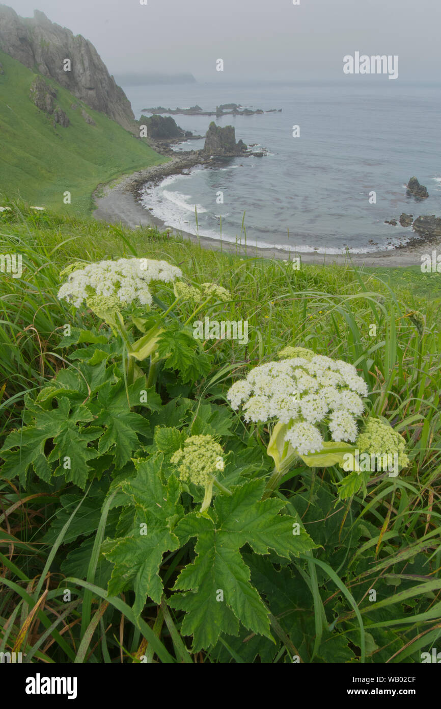 Cow Parsnip (Heracleum lanatum) und Horseshoe Bay, Er, aleutians Island, Alaska Stockfoto