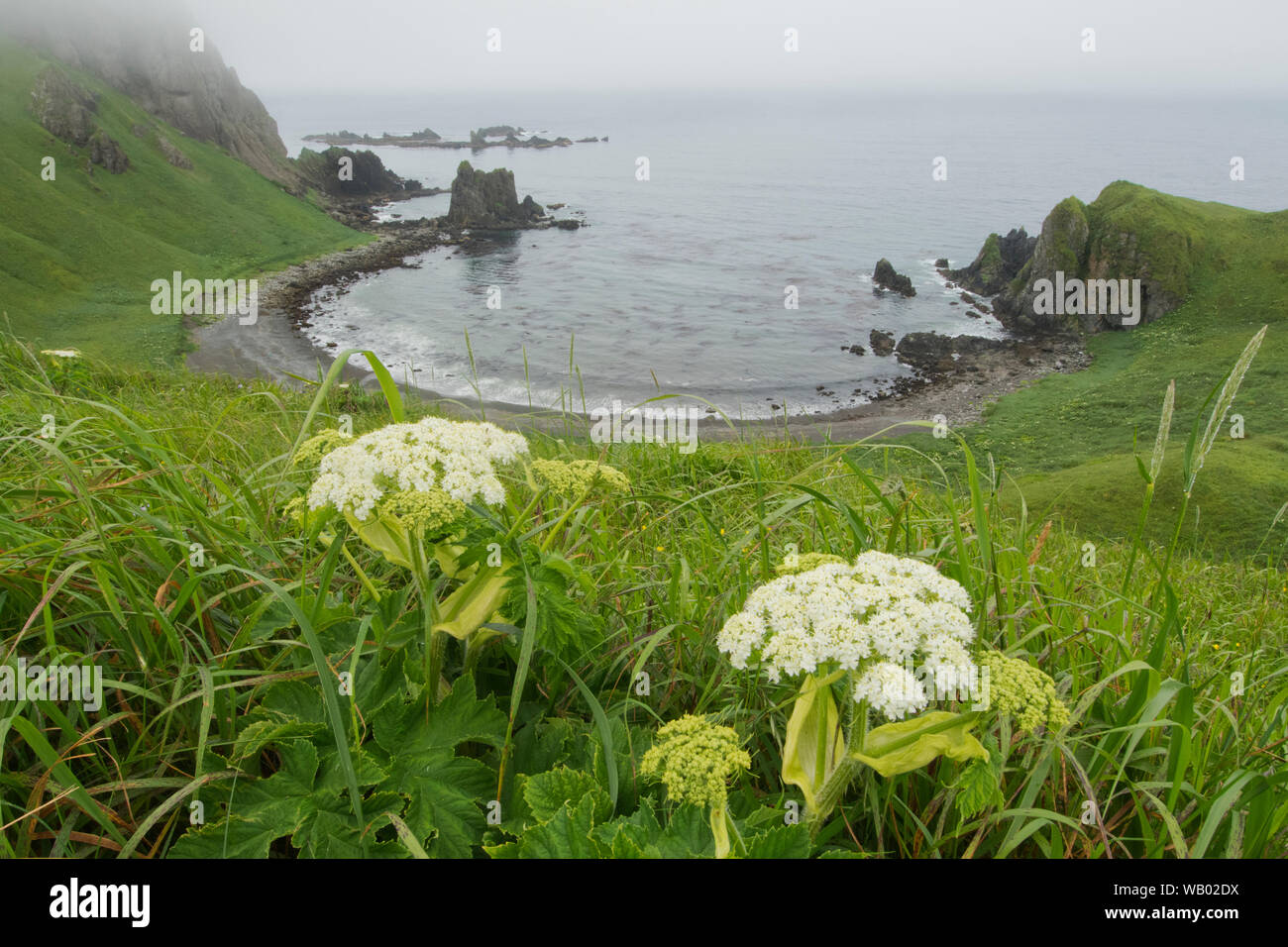 Cow Parsnip (Heracleum lanatum) und Horseshoe Bay, Er, aleutians Island, Alaska Stockfoto