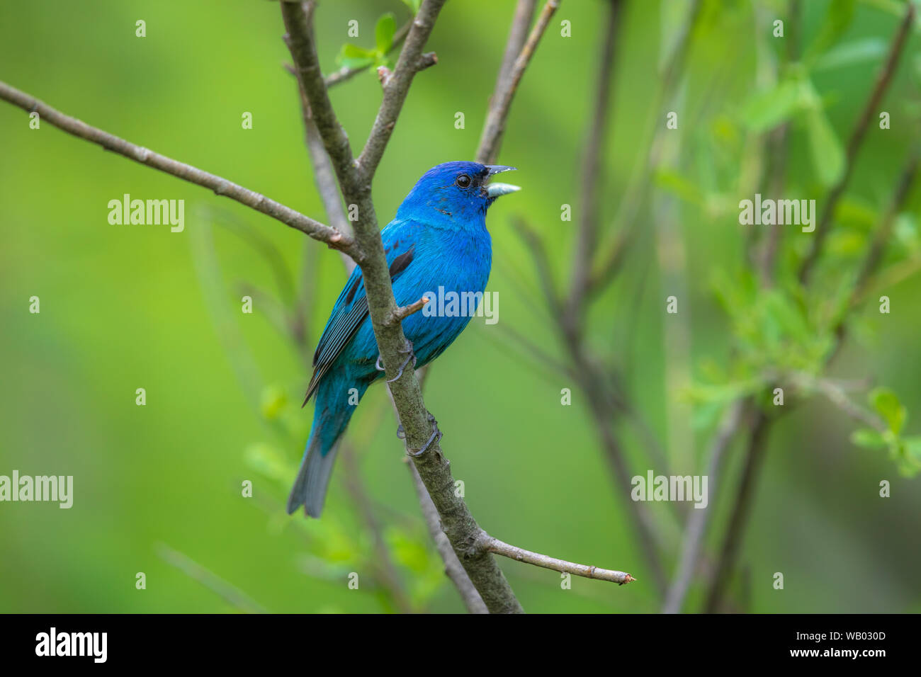 Indigo ammer -Fotos und -Bildmaterial in hoher Auflösung – Alamy