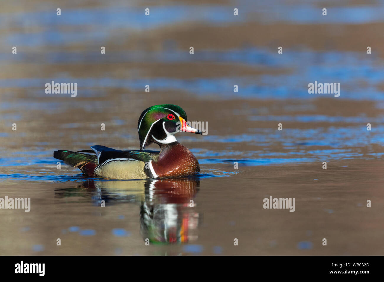 Drake Holz ente Schwimmen in Nordwisconsin. Stockfoto