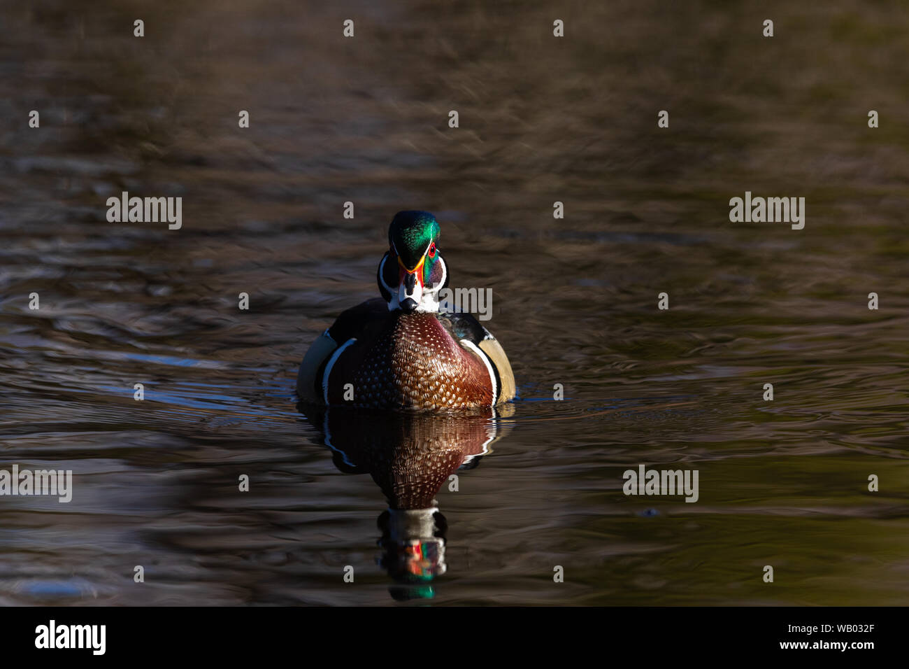 Drake Holz ente Schwimmen in Nordwisconsin. Stockfoto