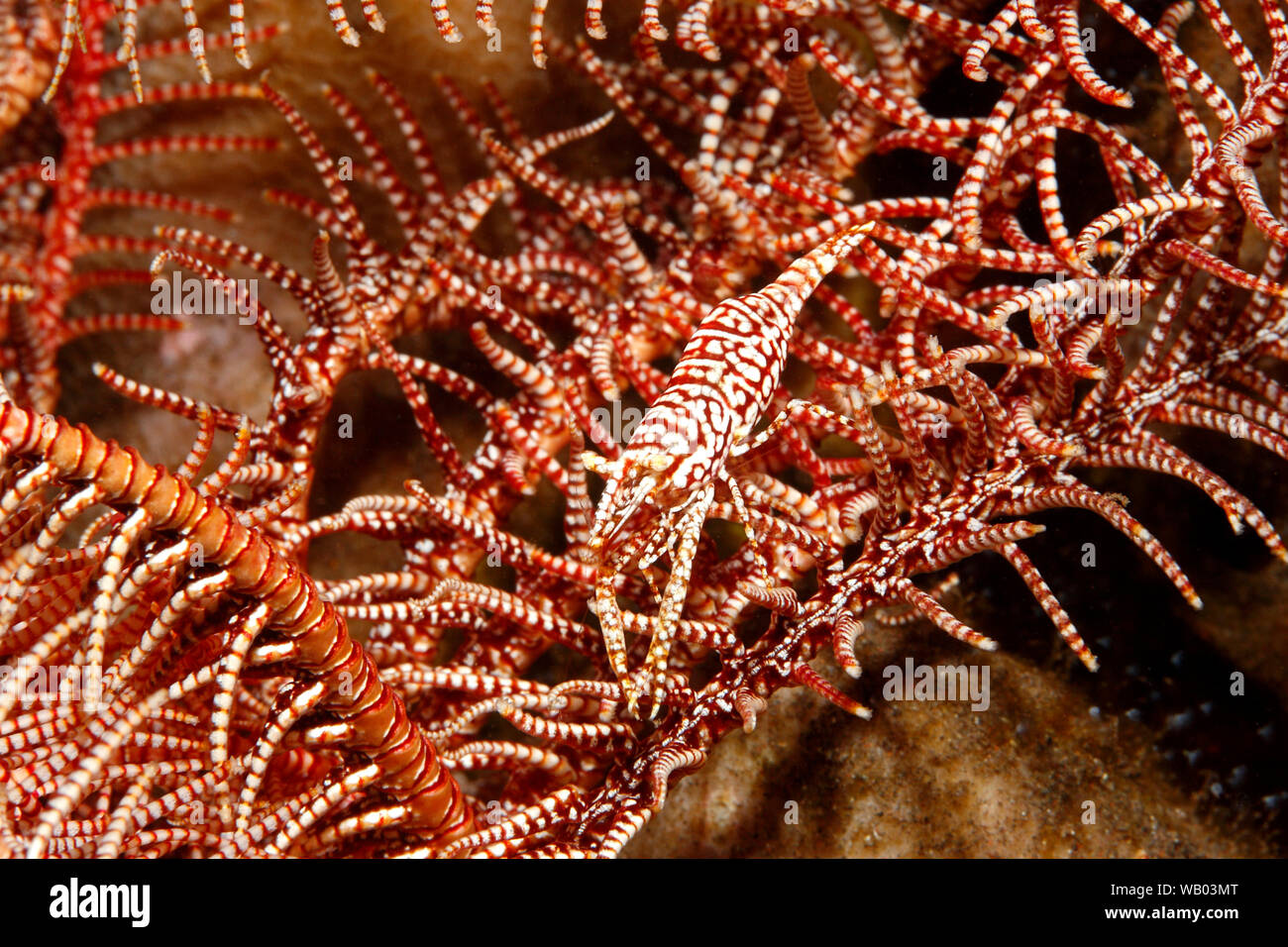 Red & White Leopard Crinoid Garnelen, Laomenes pardus. Tulamben, Bali, Indonesien. Bali Sea, Indischer Ozean Stockfoto