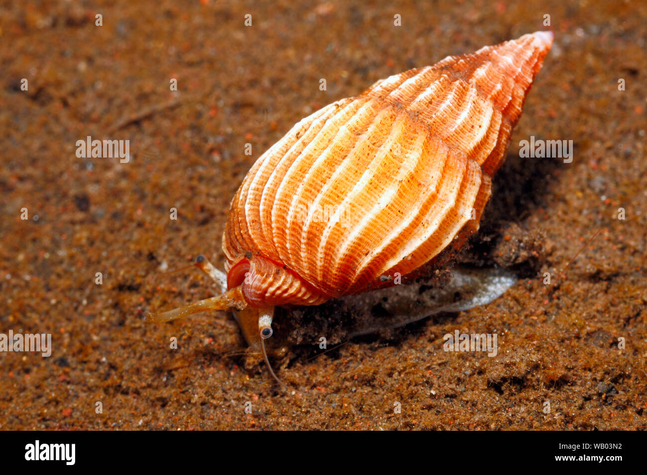 Live Meer Schneckenhaus, Phos textus. Kriechen auf Sand Unterwasser, Fuß, Siphon und Auge, Tulamben, Bali, Indonesien. Bali Sea, Indischer Ozean Stockfoto