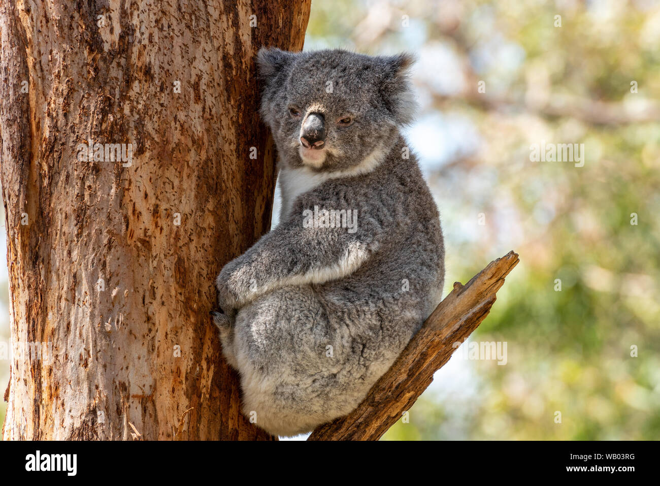 Koala bleiben auf einem Ast Stockfoto