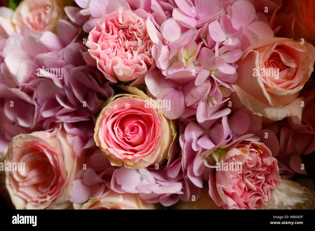 Rosen sind rot, meine Liebe Stockfoto