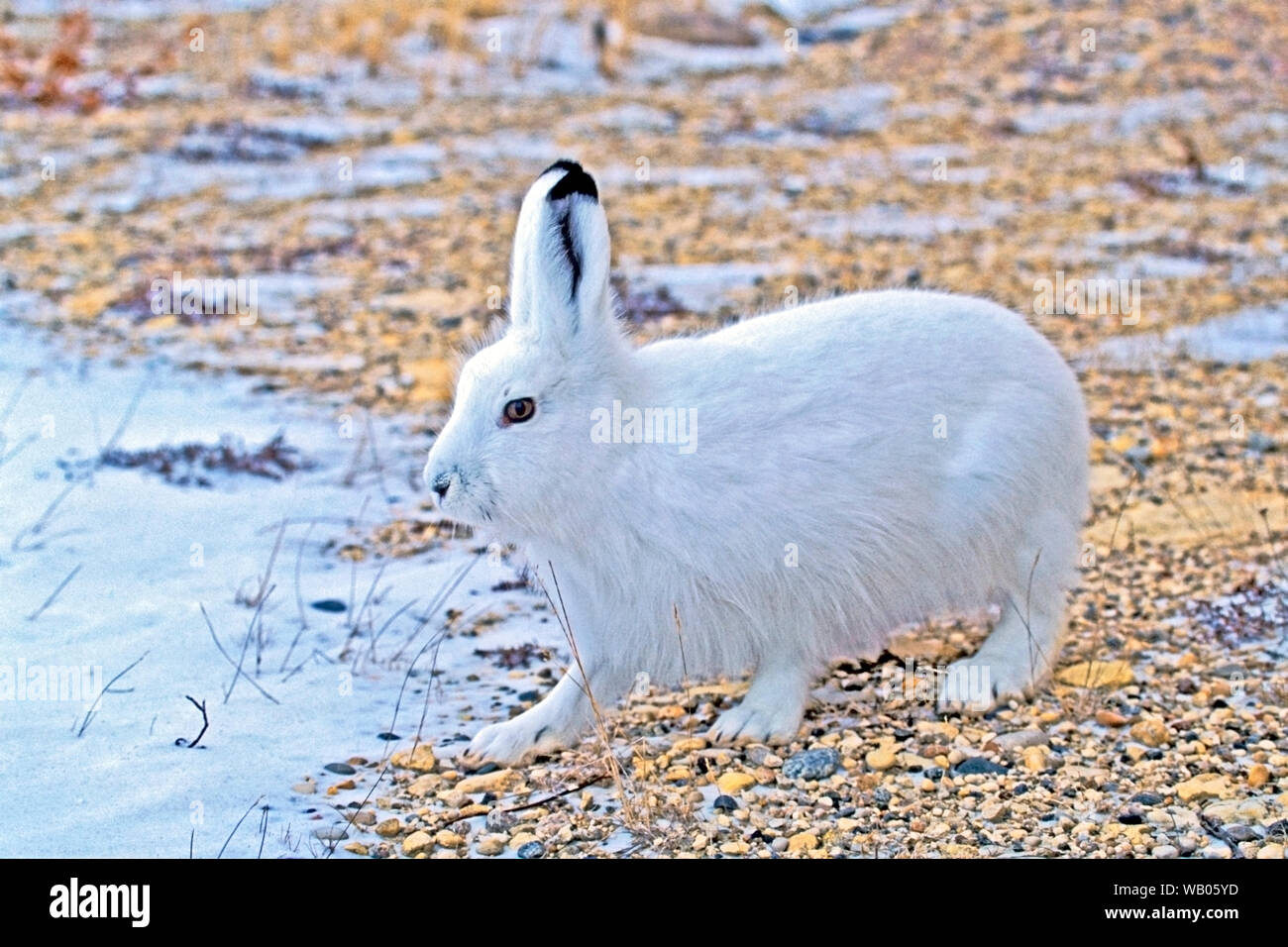 Alert Arctic Hare ( Lepus arcticus ) steht in Tundra, Hudson Bay Area, Manitoba, Kanada Stockfoto