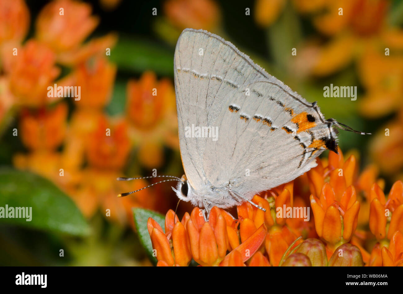 Grau Hairstreak, Strymon melinus, abgenutzt und verblasst nectaring von orange Seidenpflanze, Asclepias tuberosa Stockfoto