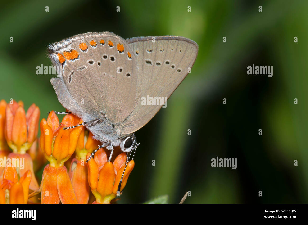 Coral Hairstreak, Satyrium Titus, nectaring von orange Seidenpflanze, Asclepias tuberosa Stockfoto