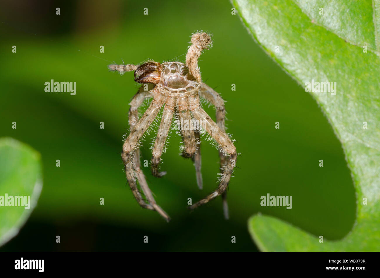 Spider, um Araneae, Schuppen Exoskelett (exuviae) Stockfoto