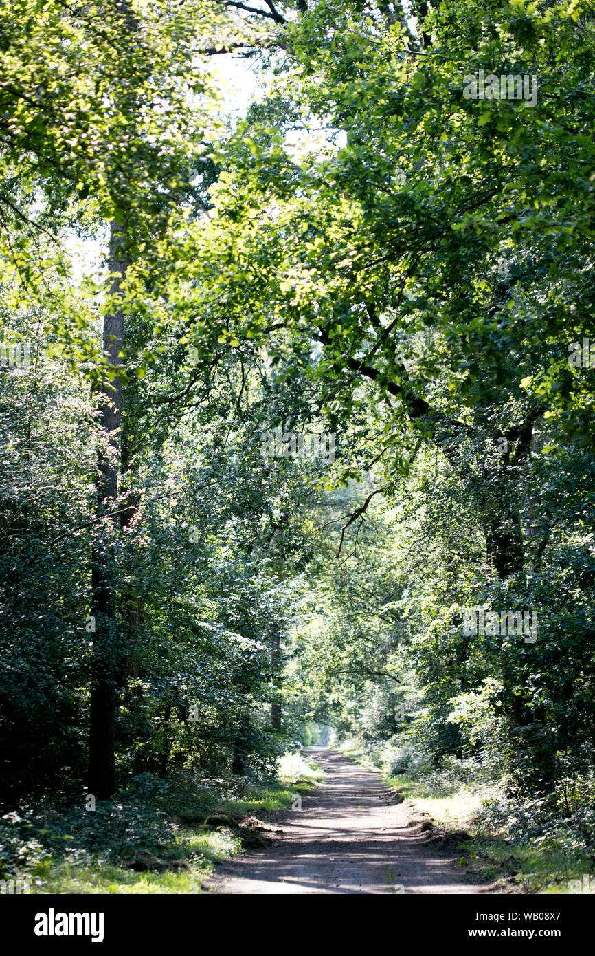 Dorsten gehen auf Wald alte Straße Natur scape Norddeutschland 50 Megapixel Stockfoto