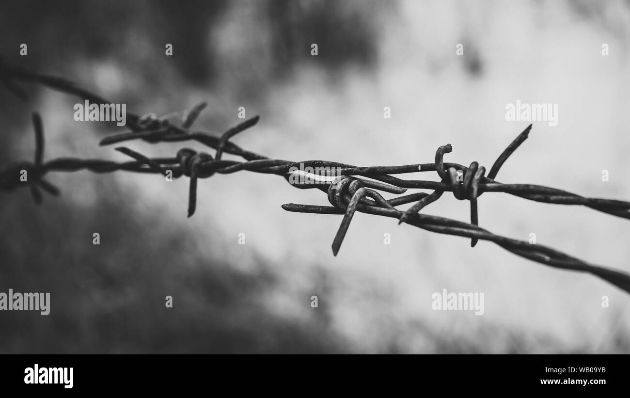 Stacheldraht. Stacheldraht auf Zaun zu fühlen Besorgnis erregende Konzept Stockfoto