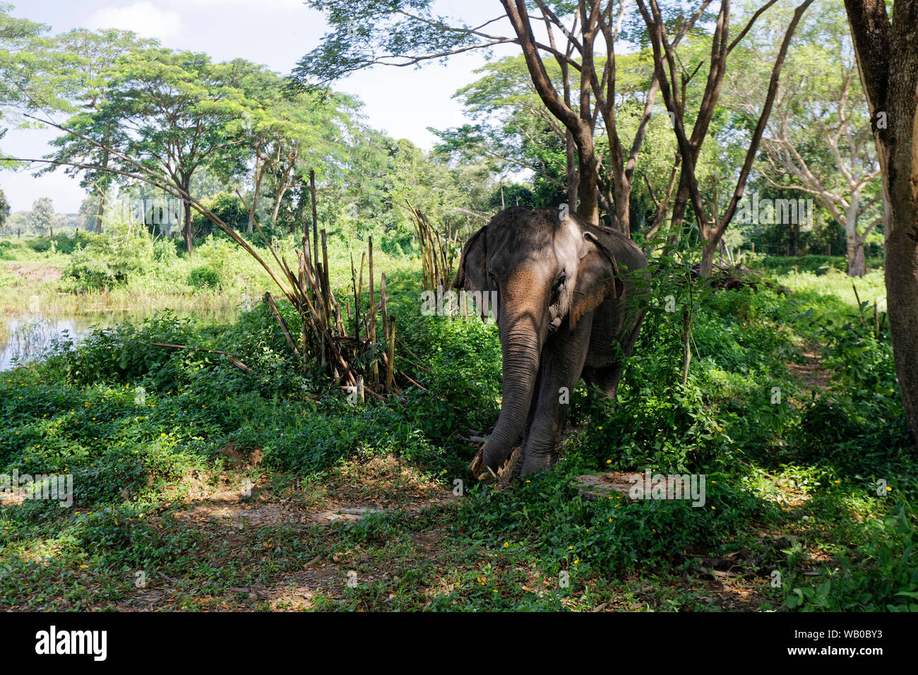 Elephant Valley Thailand, Elephant Sanctuary, Chiang Rai, Thailand Stockfoto