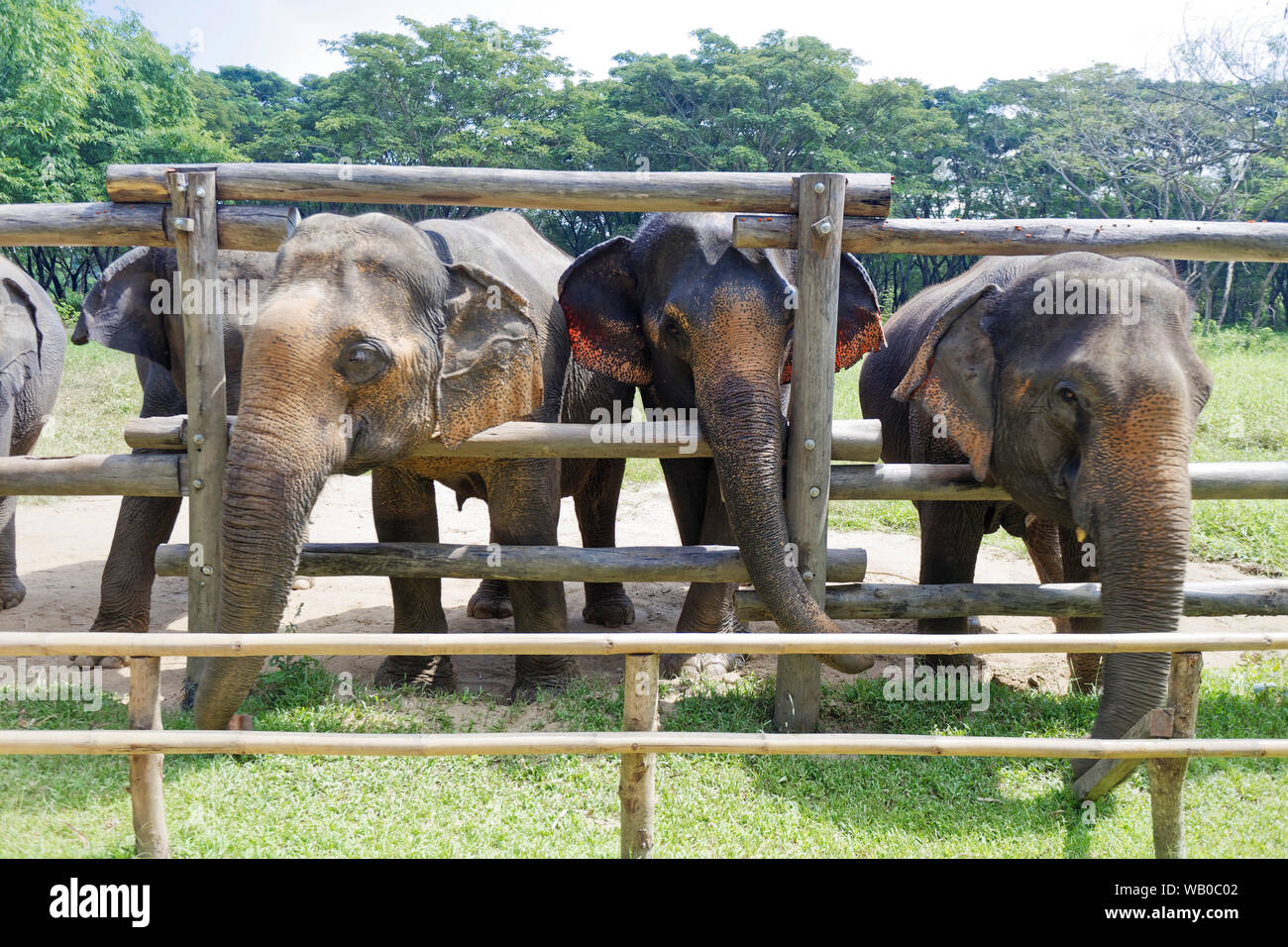 Elephant Valley Thailand, Elephant Sanctuary, Chiang Rai, Thailand Stockfoto