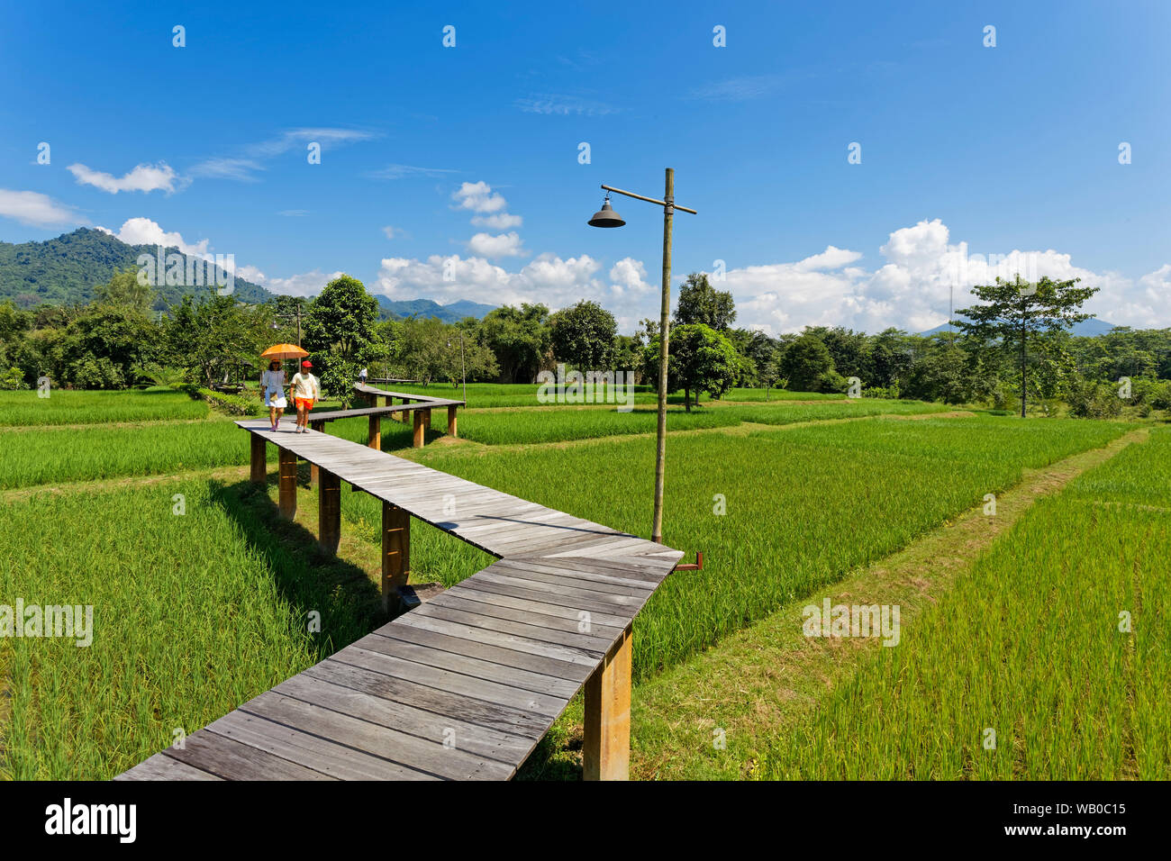 Reisfeld Pfad, Chiang Rai, Thailand Stockfoto