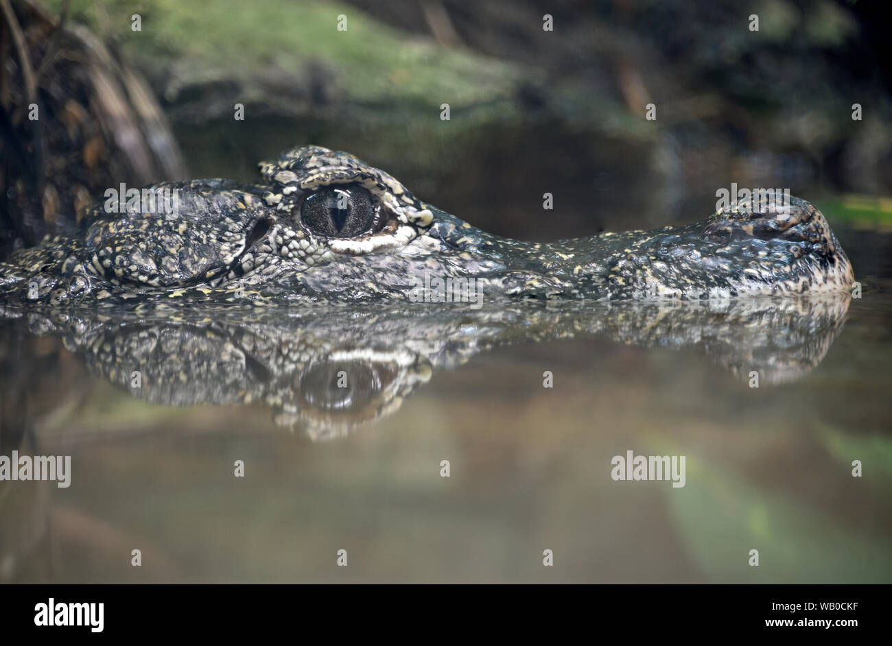 China-alligator warten auf eine Mahlzeit Stockfoto