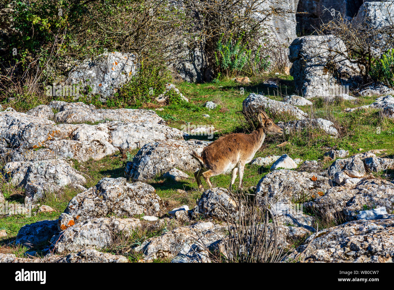 Spanische Steinbock, Capra pyrenaica in Torcal de Antequera National Park, Spanien Stockfoto